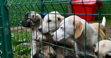 ALTIEYLÜL’DE 228 CAN DOST SICAK YUVA BEKLİYOR