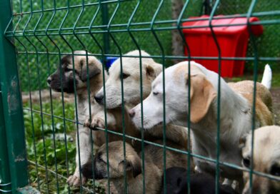 ALTIEYLÜL’DE 228 CAN DOST SICAK YUVA BEKLİYOR