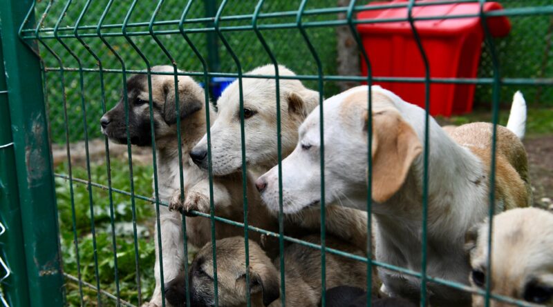 ALTIEYLÜL’DE 228 CAN DOST SICAK YUVA BEKLİYOR